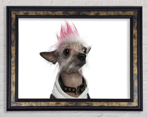 Chinese Crested Punk Dog Framed Print