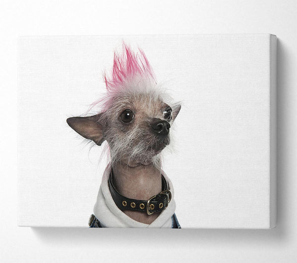  A Canvas Print of Chinese Crested Punk Dog Canvas Print