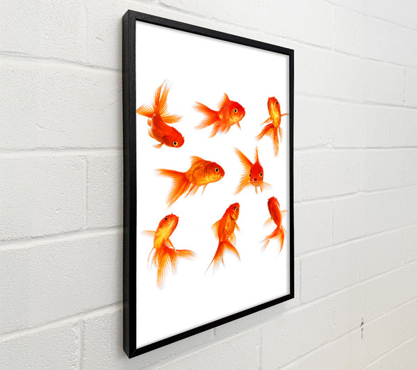 Goldfish Party