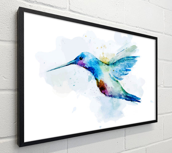 Hummingbird Splash