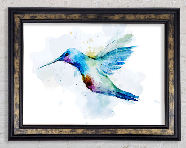 Hummingbird Splash Framed Print