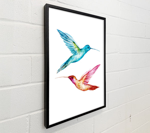 Hummingbird Duo