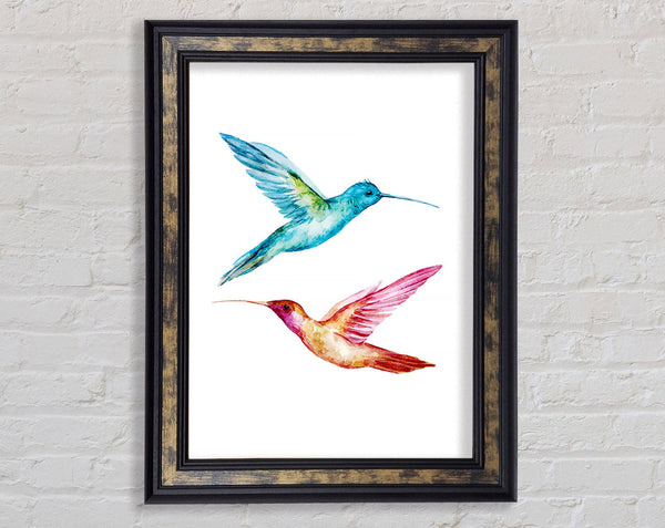 Hummingbird Duo Framed Print