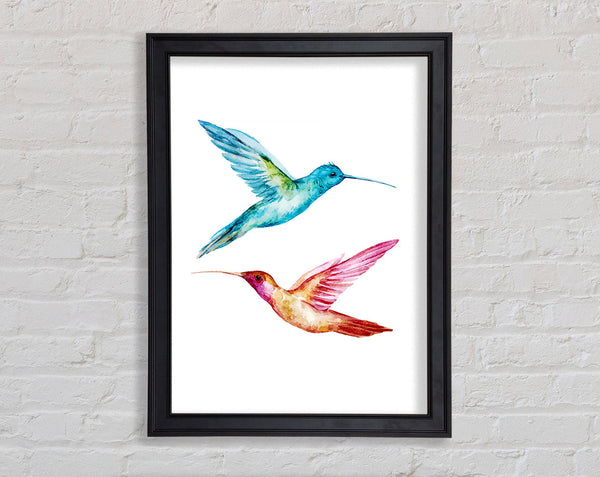Kolibri-Duo