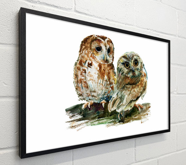 Barred Owl Duo