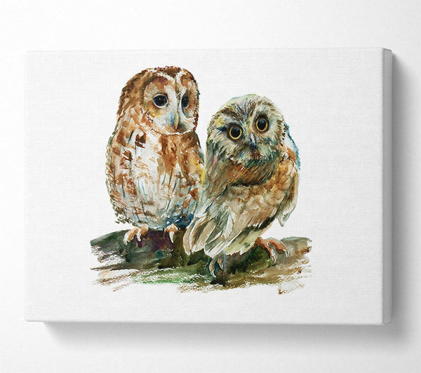 Barred Owl Duo Canvas Print
