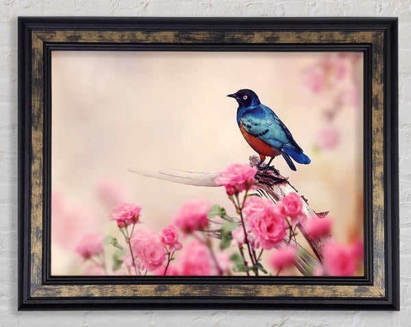 Blue Bird In The Cherry Blossom Framed Print