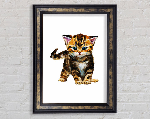 Tabby Kitten Cat