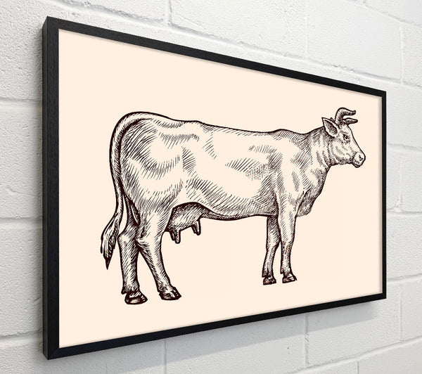 Hereford Cow