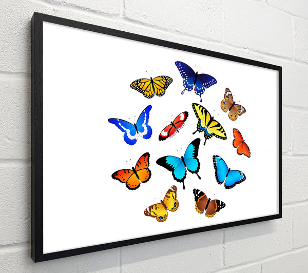 Colourful Butterflies