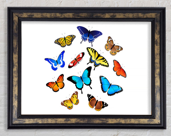 Colourful Butterflies Framed Print
