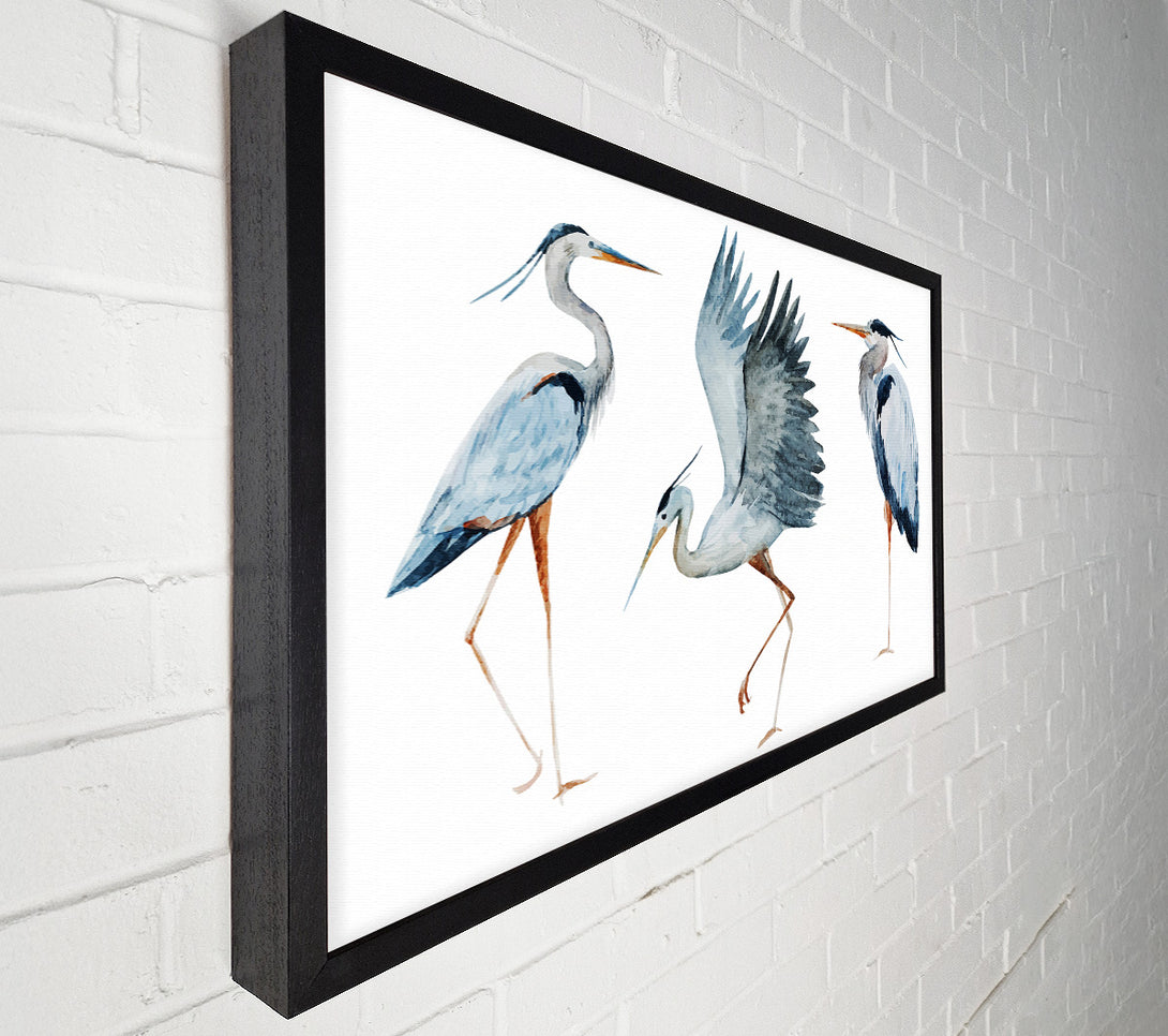  A Canvas Print of Heron Trio Canvas Print
