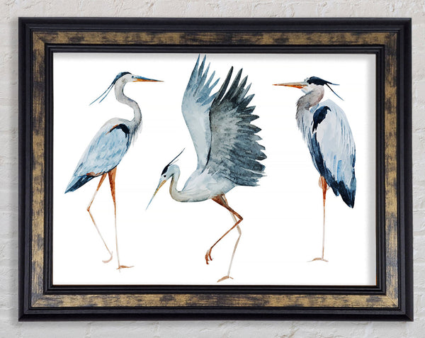 Heron Trio Framed Print
