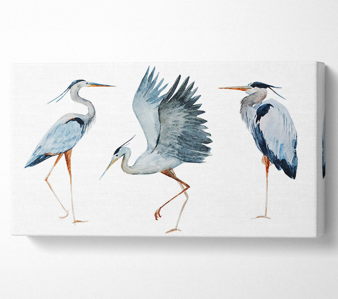  A Canvas Print of Heron Trio Canvas Print