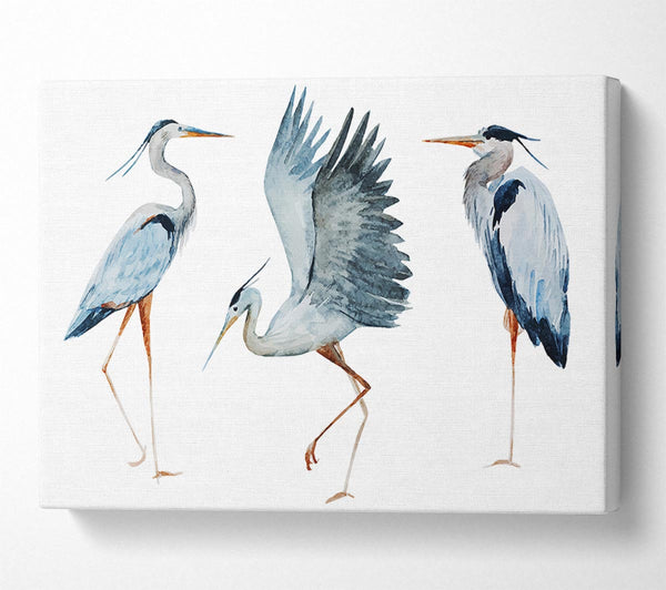  A Canvas Print of Heron Trio Canvas Print