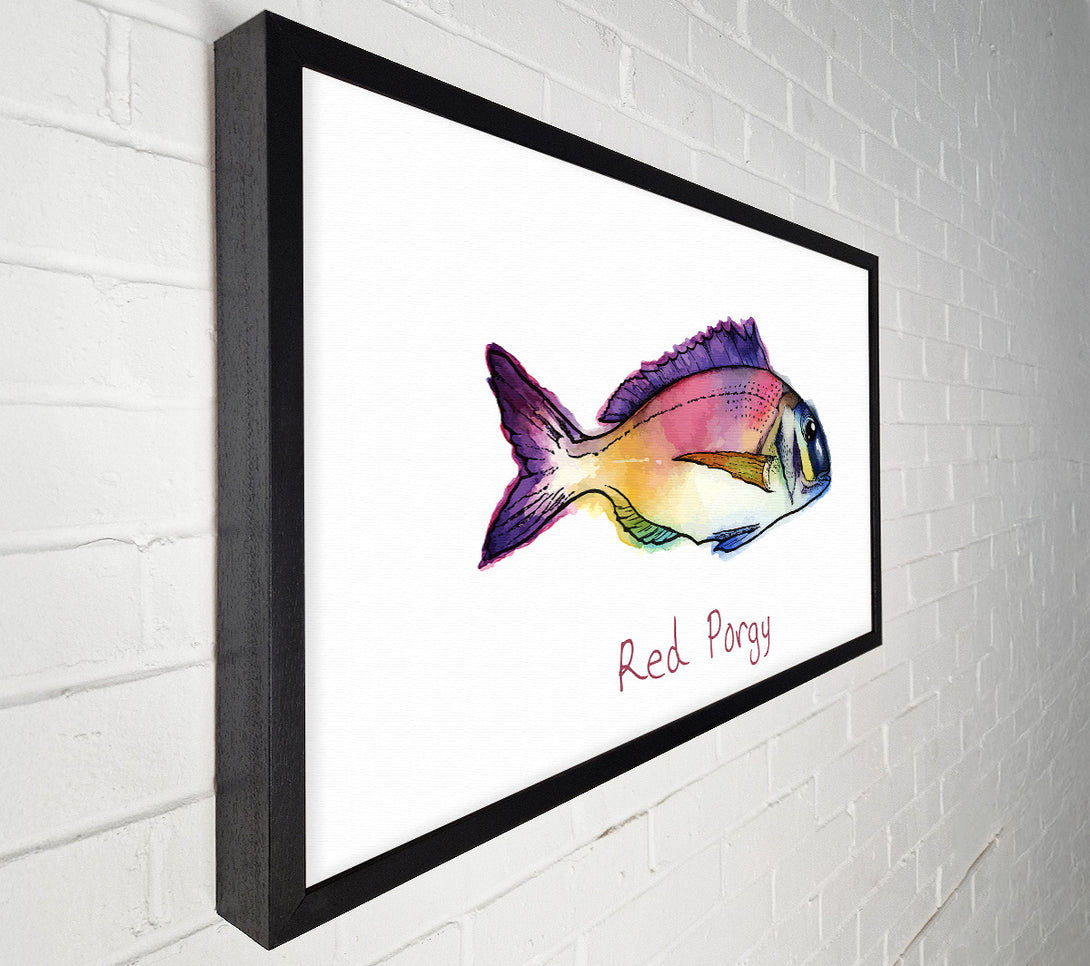  A Canvas Print of Red Porgy Rainbow Canvas Wall Art