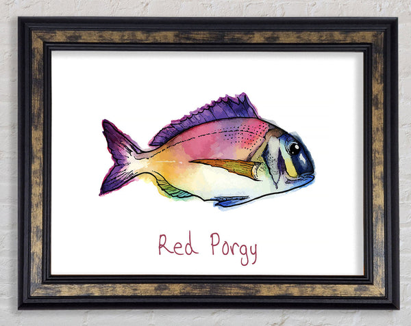 Red Porgy Rainbow Framed Print