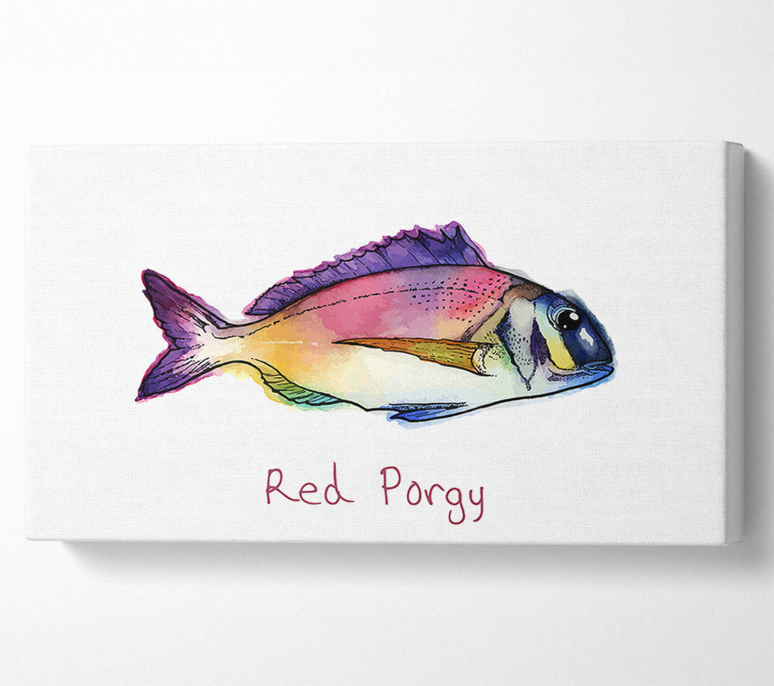  A Canvas Print of Red Porgy Rainbow Canvas Wall Art