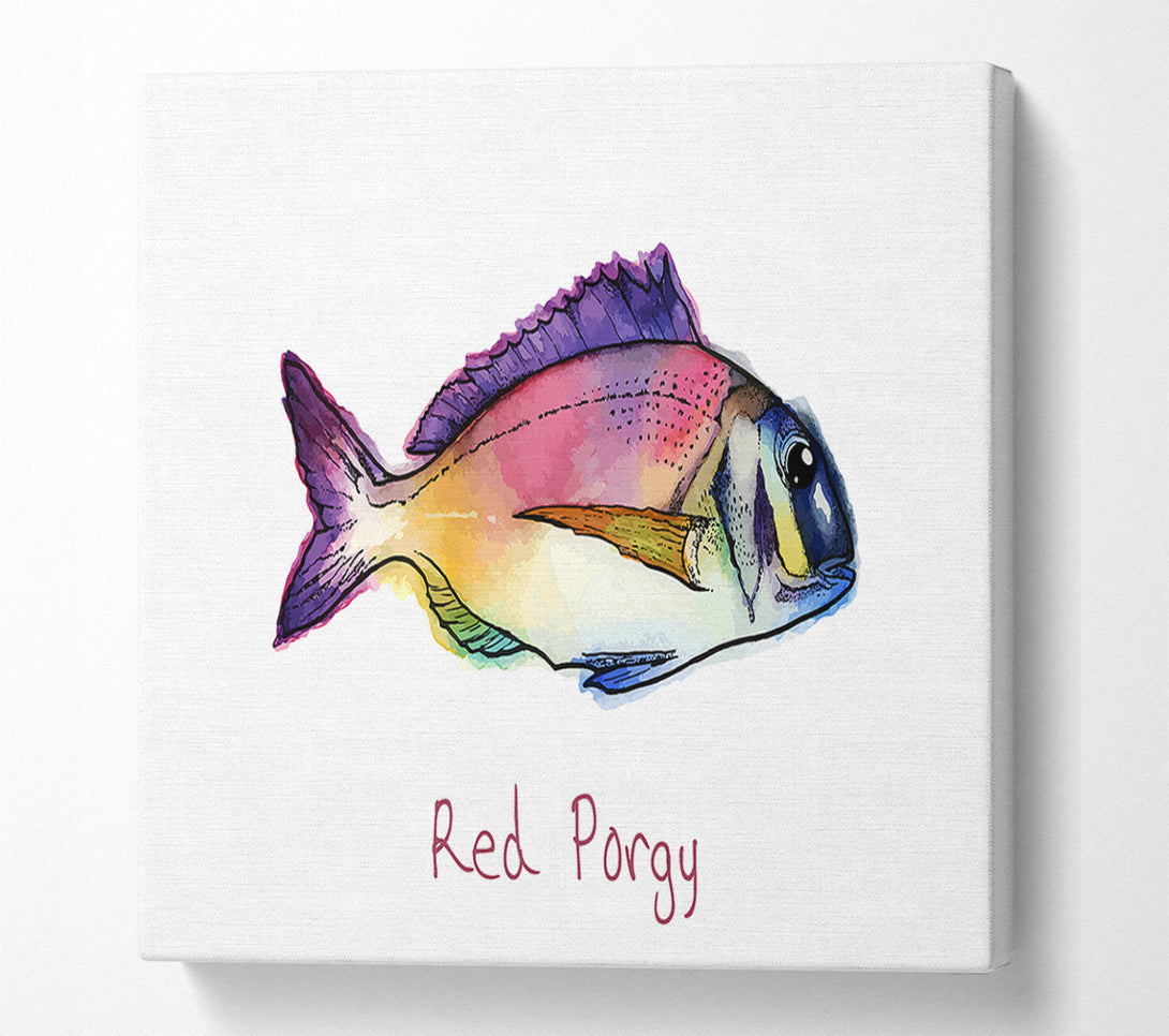  A Canvas Print of Red Porgy Rainbow Canvas Wall Art
