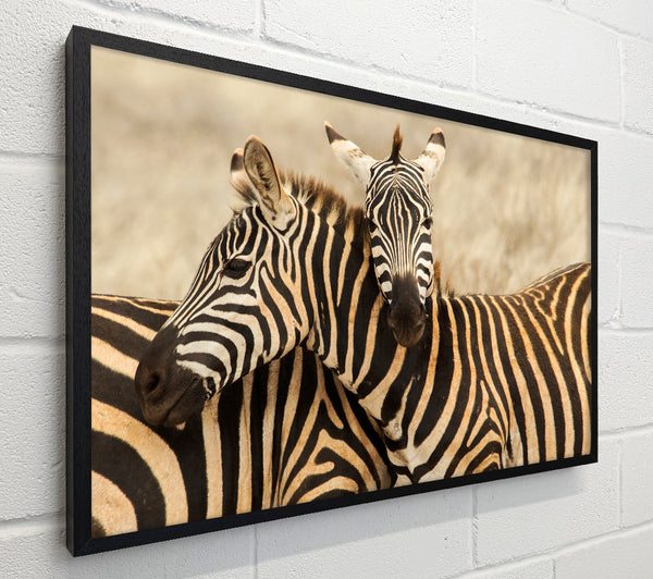 Zebra Duo Love