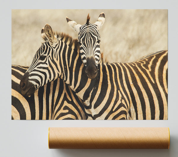 Zebra Duo Love Print