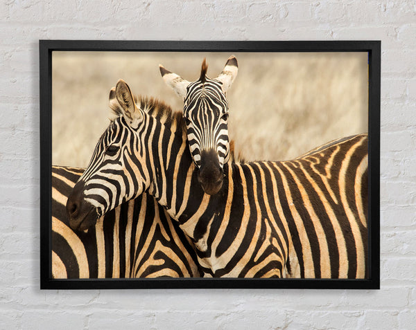 Zebra-Duo-Liebe