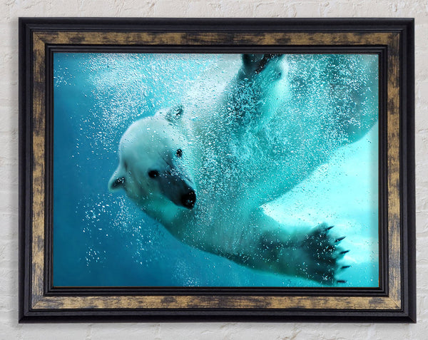 Polar Bear Swim Framed Print