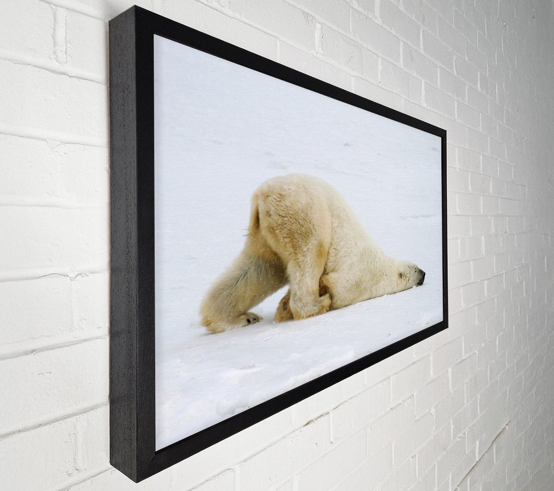  A Canvas Print of Polar Bear Itch Canvas Art