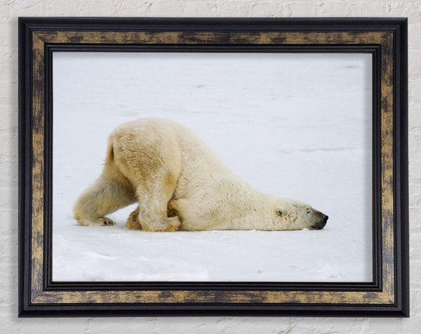 Polar Bear Itch Framed Print
