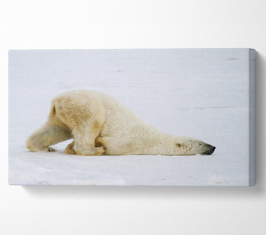  A Canvas Print of Polar Bear Itch Canvas Art
