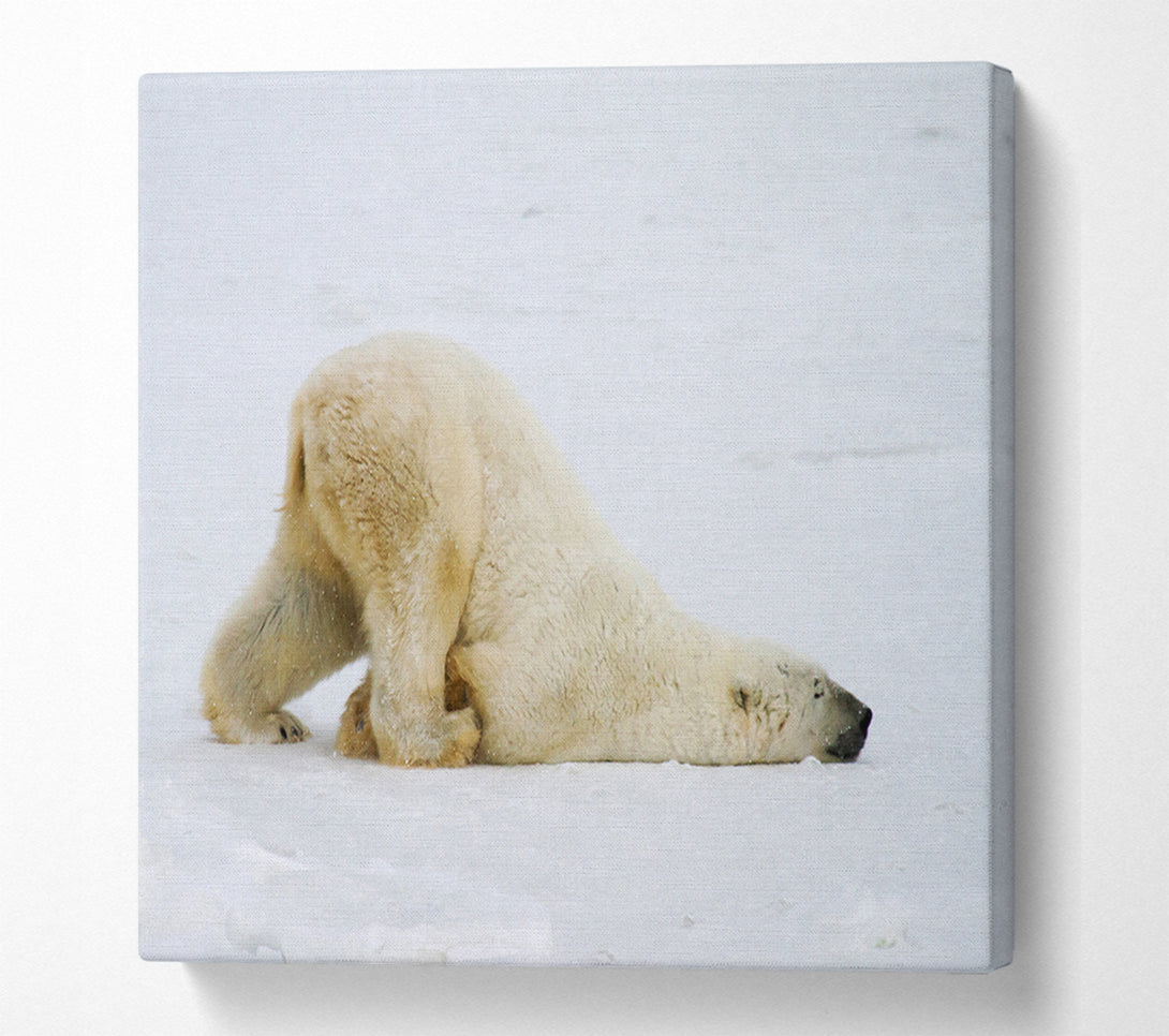 A Canvas Print of Polar Bear Itch Canvas Art