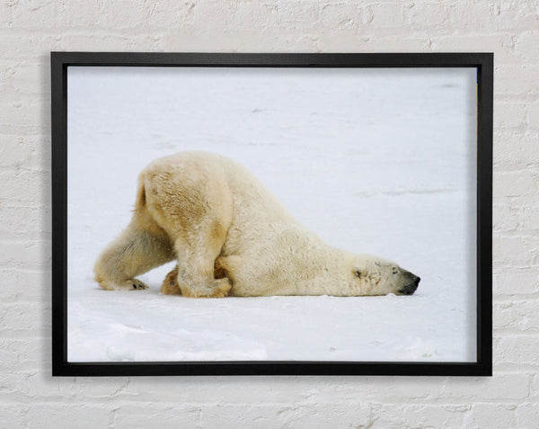 Polar Bear Itch Framed Print