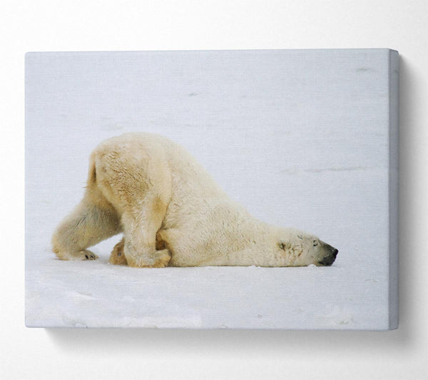  A Canvas Print of Polar Bear Itch Canvas Art