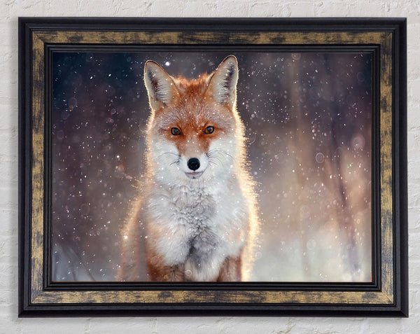 Fox In Winter Framed Print