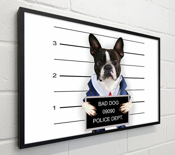 Naughty French Bulldog