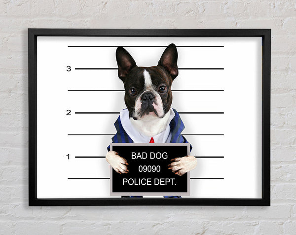 Freche französische Bulldogge