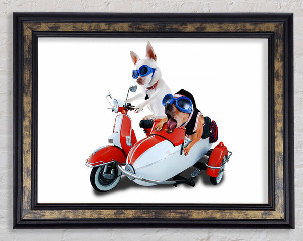 Chihuahua Sidecar Mayhem Dogs Framed Print