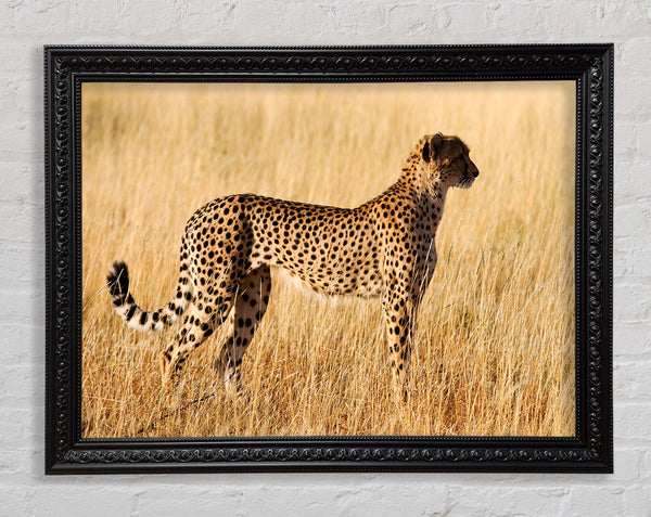 Cheetah Watch Framed Print