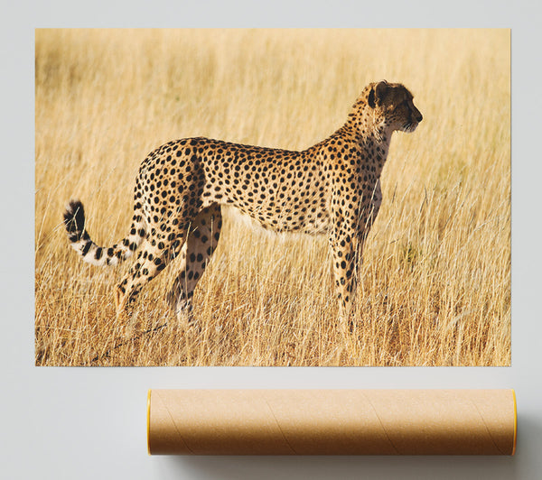 Cheetah Watch Poster