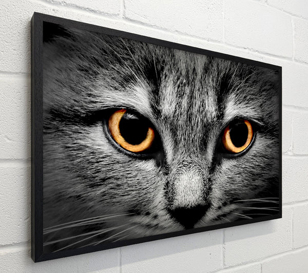 Orange Cat Eyes