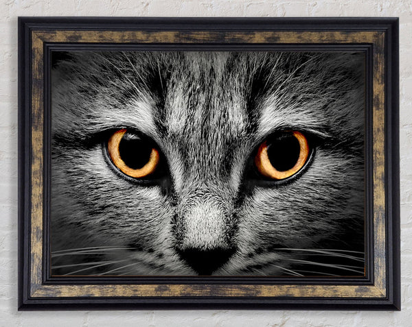 Orange Cat Eyes