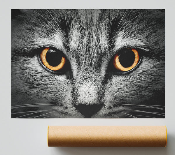 Orange Cat Eyes Poster