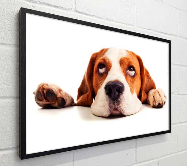 Lazy Basset Hound Dog