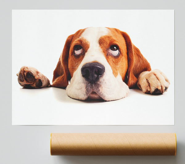Lazy Basset Hound Dog Poster