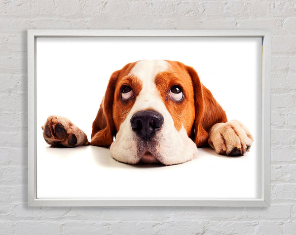 Fauler Basset Hound Hund