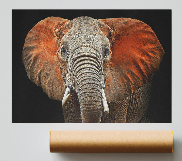 Elephant Ears Giclee Print