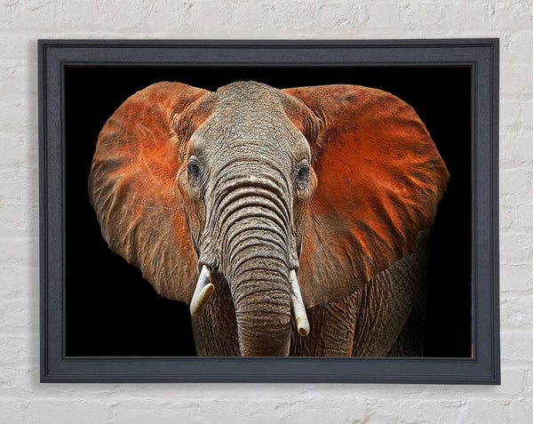 Elephant Ears Framed Print