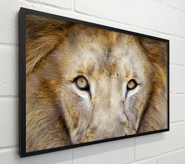 Lion Face