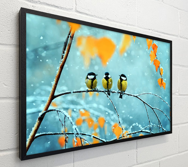 Blue Tit Birds Winter