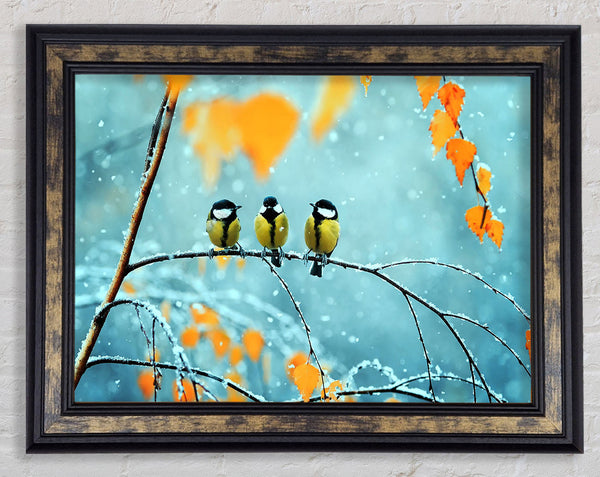 Blue Tit Birds Winter Framed Print
